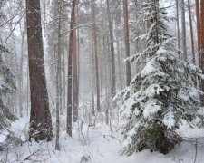 Нахабна норка зажадала від рибалки лісових частувань: забавне відео