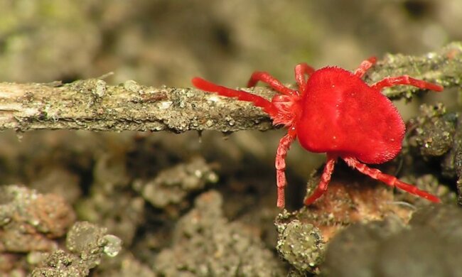 Клещ-краснотелка