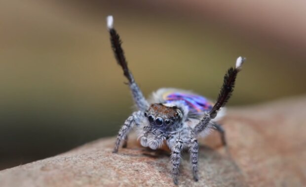Павук-павич, фото YouTube
