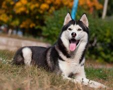 Найкращі меми на 10 липня: грізний кіт-гопник та людина-комар