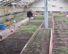 В'язнів змусили працювати у полях