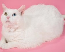 Фотограф зібрав найтовщих котів в одному проекті