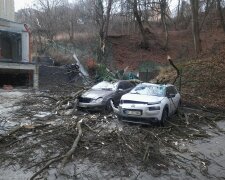 Шторм наробив біди у Львові, дві автівки поховало під деревами - передки вщент