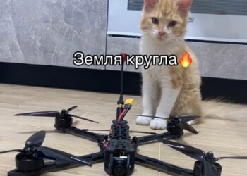 Котик отомстил оккупантам. Фото скриншот: Telegram