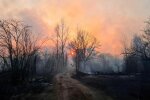 Чорнобильський ліс, скріншот: Facebook