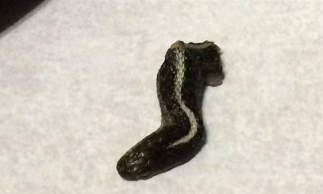 Американка ледь не з’їла змію (фото)