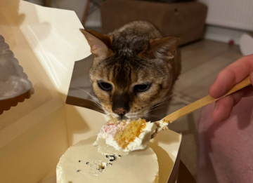 Котик, фото: Знай.ua