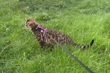 Котик на прогулянці, фото: Знай.ua