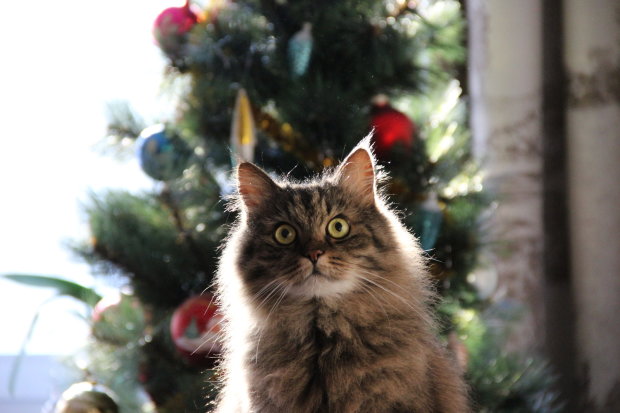 Лучшие мемы на 19 декабря: коты нападают на елки, а Тереза Мэй нелепо танцует
