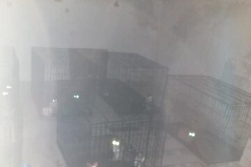 Під Львовом шкуродер запхав котів у клітки і сховав у гараж - жалібно нявкали і кликали на допомогу