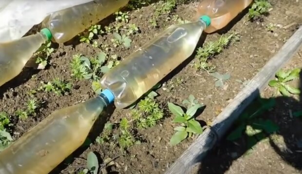 Бутылки с водой на участке, скриншот: Youtube
