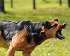 Божевільний господар нацькував собаку на родину, є постраждалі