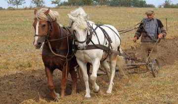 Україна перетвориться на країну-аграрія та емігрантів після виходу на світовий ринок