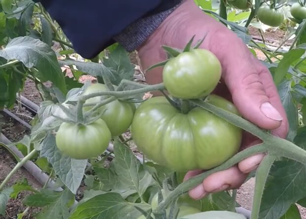 Вирощування помідорів, скріншот: YouTube