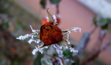 В Киеве расцветают розы (фото)