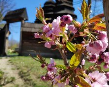 Сакура, фото: Музей народної архітектури і побуту