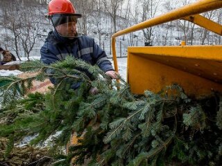 Утилизация елок, фото: Informator
