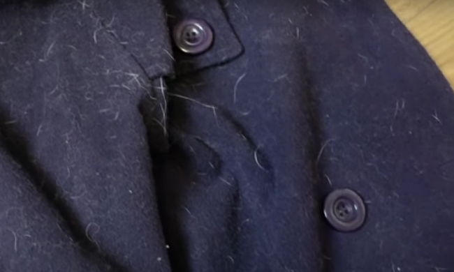 Шерсть на одязі Фото: скрін youtube