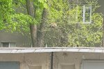 У Харкові врятували кота, фото: Facebook Порятунок тварин Харків