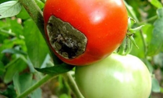 Избавьтесь от вершинной гнили помидоров раз и навсегда: простой и проверенный способ