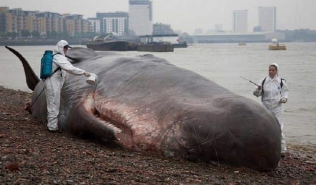 Огромные киты выбросились на берега Чили