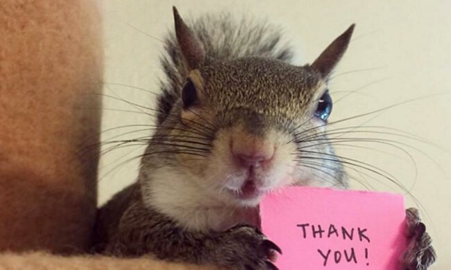 Білка зібрала 114 тисяч фоловерів в Instagram (фото)