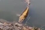 Риба з людським обличчям, скріншот: Youtube