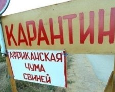 Африканская чума дошла до Буковины
