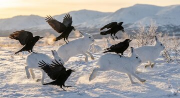 арктические зайцы и грачи \ иллюстрация создана с помощью ИИ