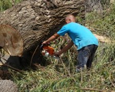 Одни пеньки: путинские оккупанты сравняли крымские богатства с землей