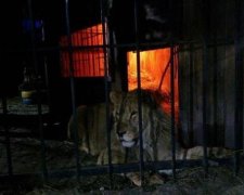 Замість дівчат в сауну до мешканця Запоріжжя явився лев
