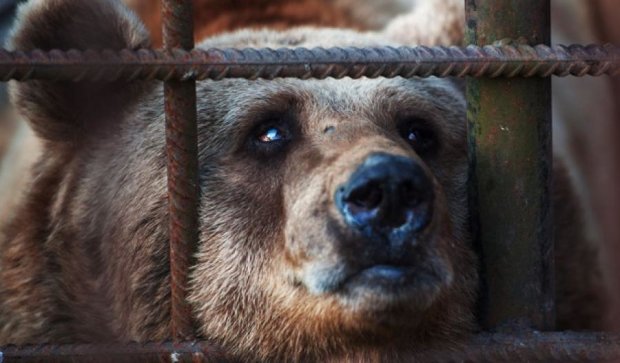 Ведмедя, який покалічив жінку в Томську, просять не вбивати