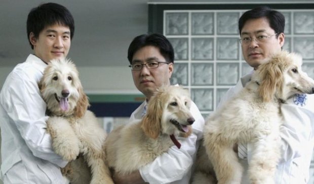 Китайці відкривають фабрику з клонування тварин