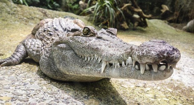 Загадочный труп крокодила до смерти напугал жителей украинского села: что за чертовщина