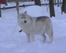 На Хмельнитчине села терроризируют волки, скриншот с видео