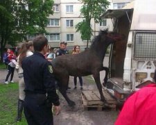 Патрульные Харькова героически спасли коня