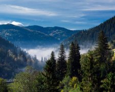 Букові ліси ЮНЕСКО вирубують на Закарпатті