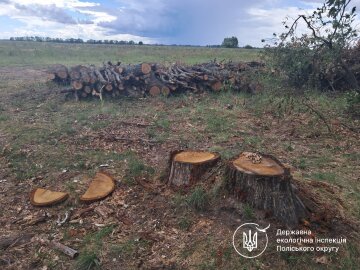 незаконна вирубка лісу