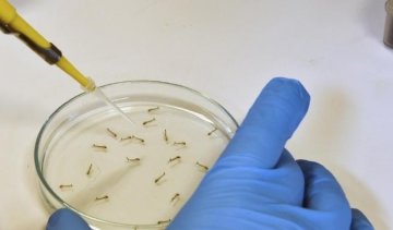 Вакцина від вірусу Зіка не зупинить епідемію - ВООЗ