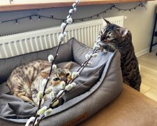 Котики, фото: Знай.ua