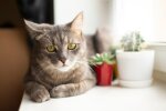 Котик. Фото Freepik