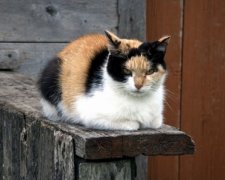 Кіт заплатив життям за пристрасть до курчат