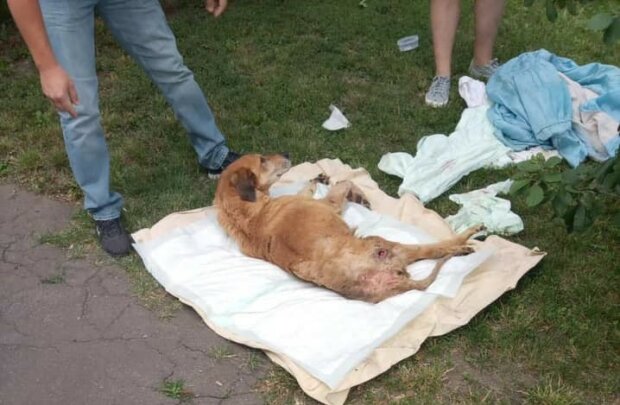 В Харькове сектанты-живодеры устроили концлагерь собаке, замучив до смерти - спасать уже было некого