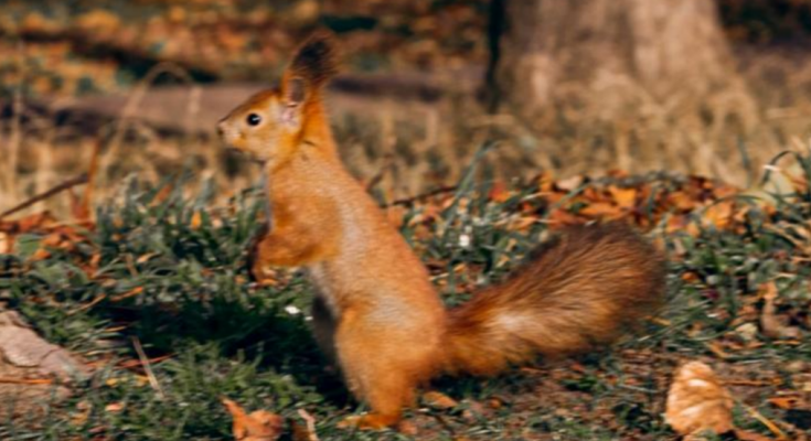 Белка, осень, фото из соцсетей