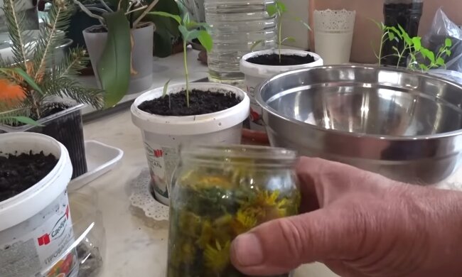 Настойка из одуванчиков, фото: Знай.ua