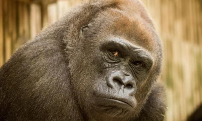 Эволюция нашего вида достигла предела и откатывается назад