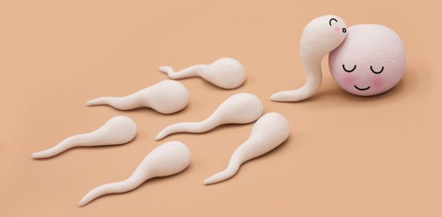 Получи ответ: как сперматозоиды находят яйцеклетку