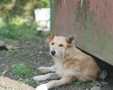 Повінь на Франківщині залишила собак без даху над головою, вили по шию у воді - господарю, знайдись