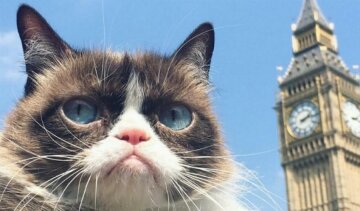 Grumpy Cat проведе автограф-сесію у Лондоні