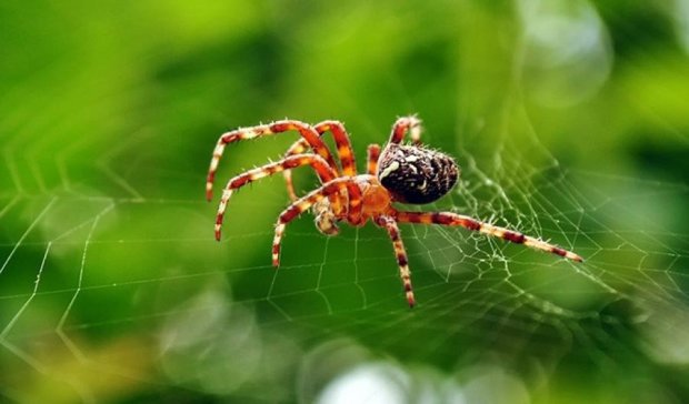 Новий вид павуків відкрили в Чехії